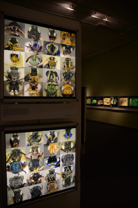 Wasp_exhibition__DSC3412